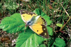 Anthocharis cardamines